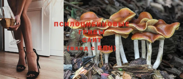 прущие грибы Краснотурьинск